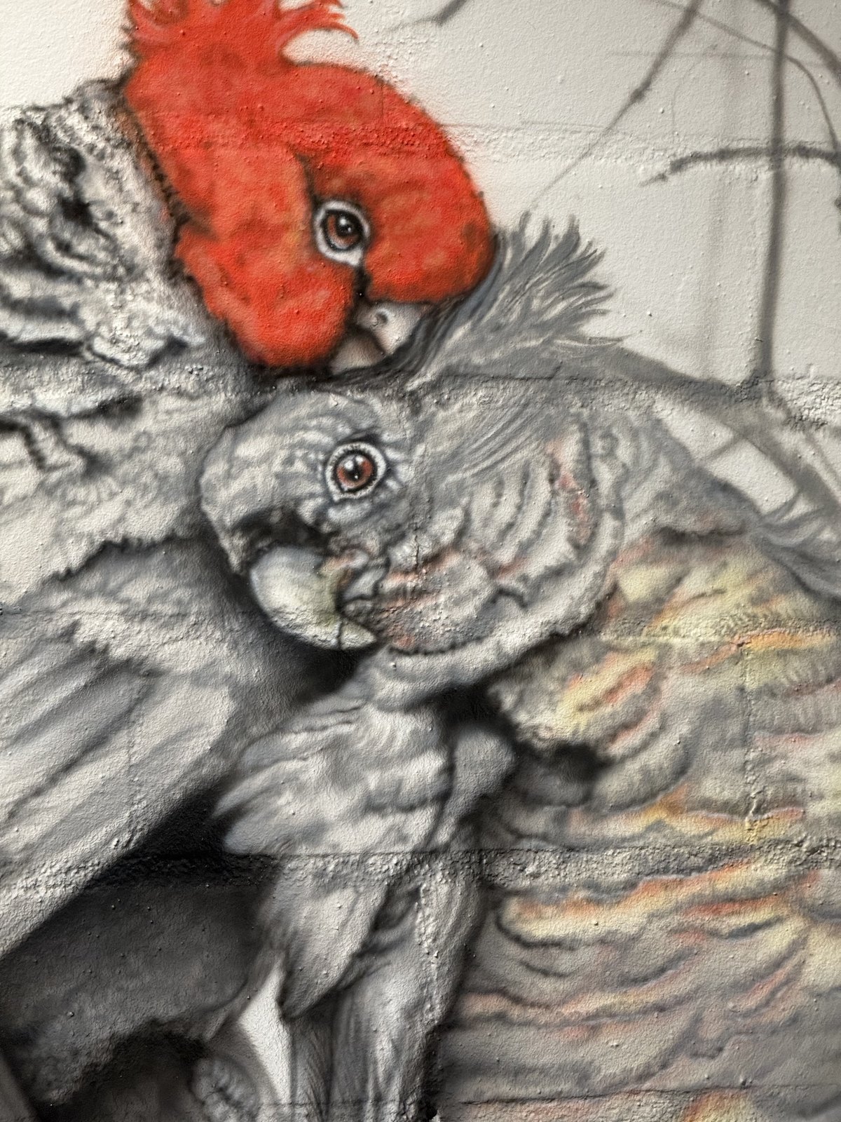 A pair of gang-gang cockatoos, the male with a scarlet crest above the grey female