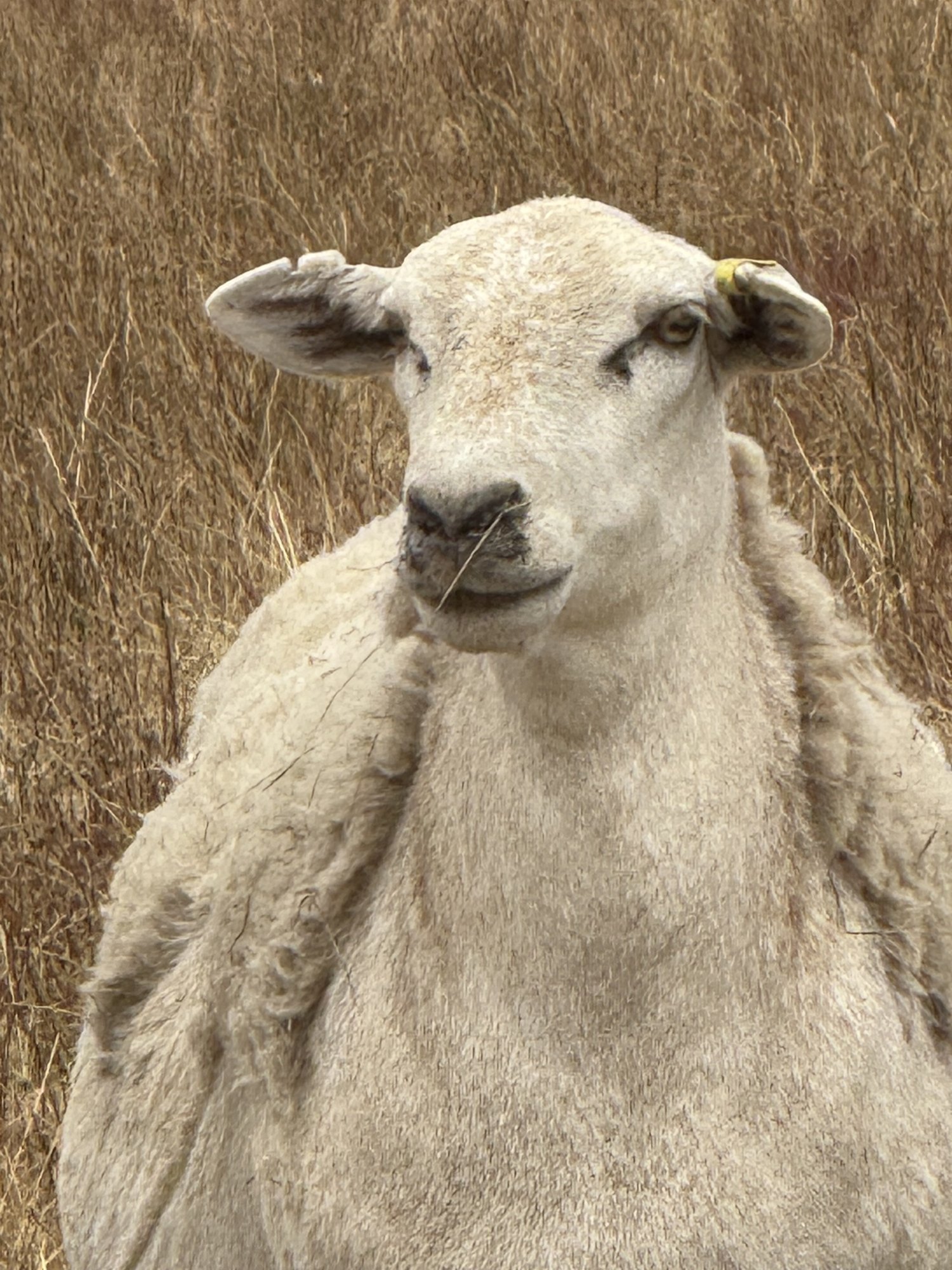 An Aussie White ewe with her fleece shedding in sheets
