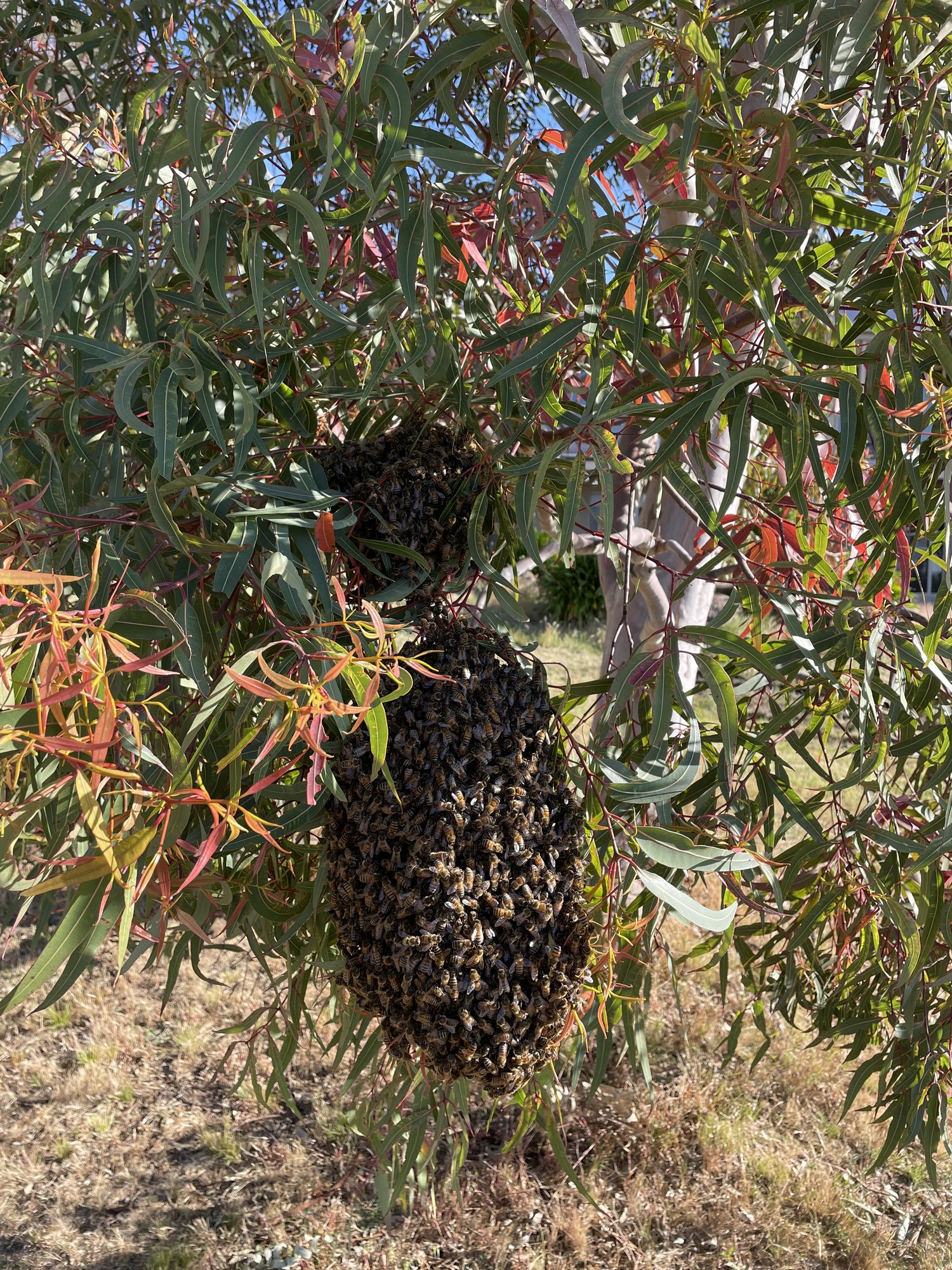 A swarm of bees clustered on a eucalypt branch