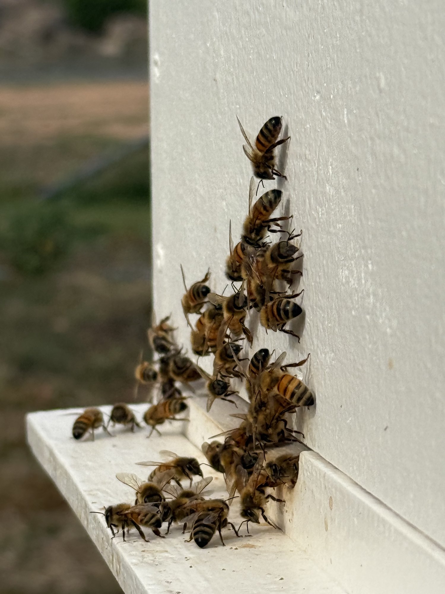 Honey bees at the entrance of a white hive