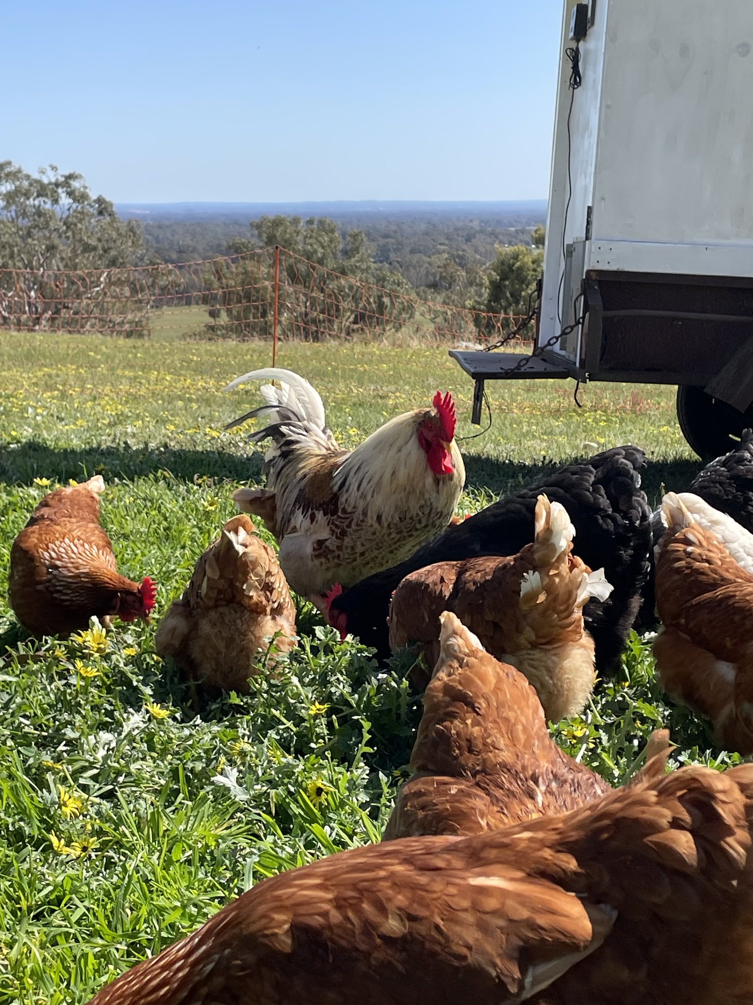 Hens and a rooster on pasture beside a mobile coop