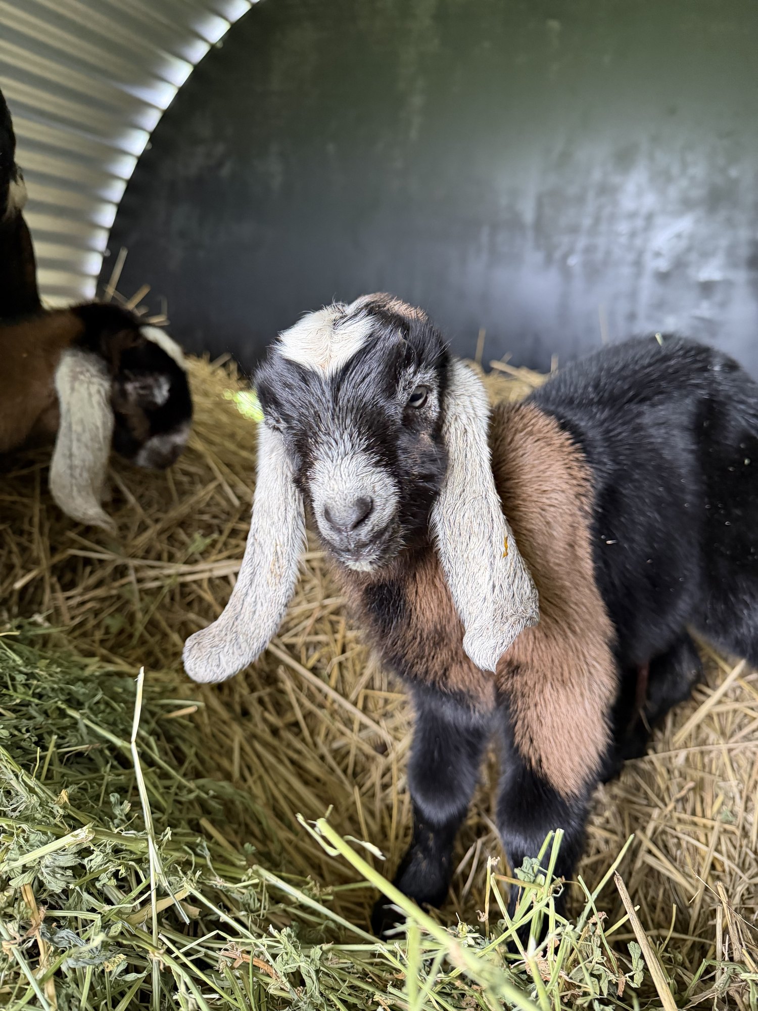 A Nubian goat kid standing on straw in a shelter
