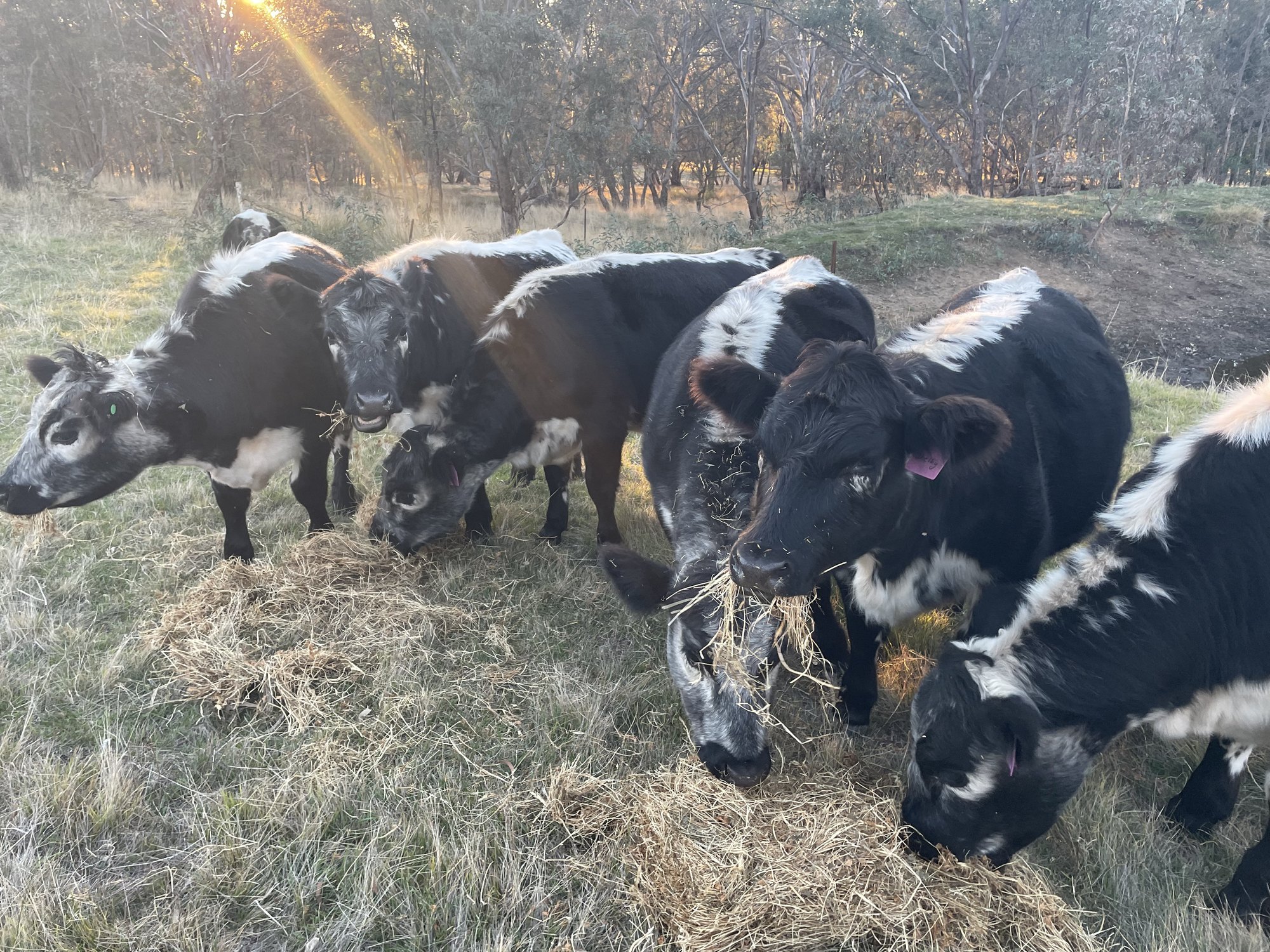 Speckle Park cattle feeding on hay at last light